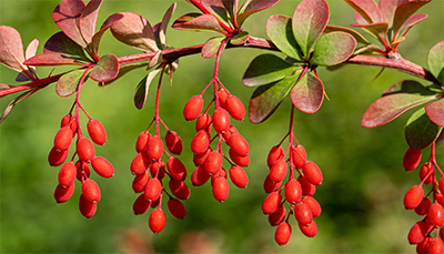 Berberine: The science behind one of the most talked-about metabolic supplements right now