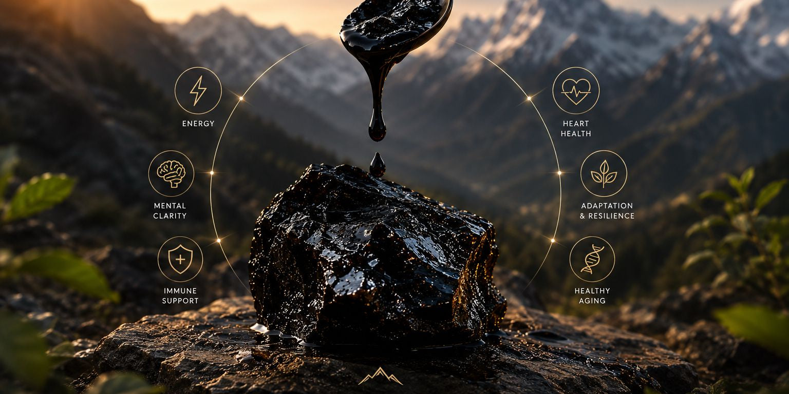 Shilajit and longevity: what the rasayana classification actually means in biological terms