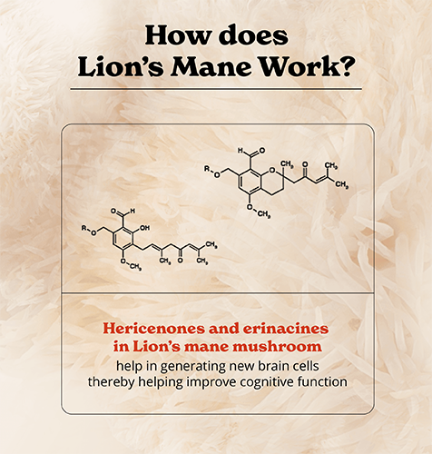 BLMMCE120-US - Lion's Mane Mushroom Capsules