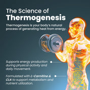 TSC60-US
TSC60X3-US
Thermo Shred capsules for weight loss by BetterAlt