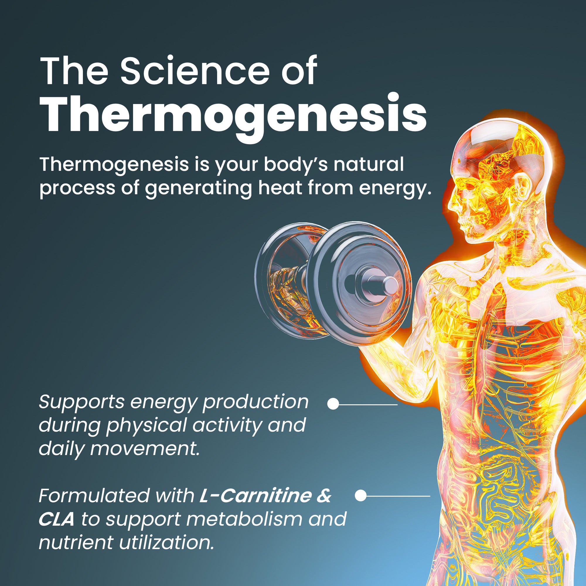 TSC60-US
TSC60X3-US
Thermo Shred capsules for weight loss by BetterAlt - ThermoShred Capsules